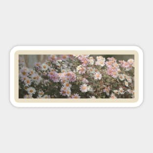 Daisy Pink and White Sticker